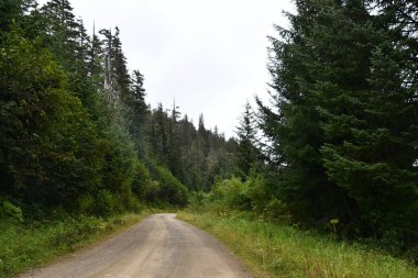 Buz Boğazı, Alaska 'daki Hoonah Dağı' nın tepesindeki Tongass Ulusal Ormanı