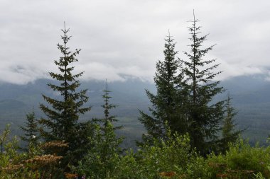 Buz Boğazı, Alaska 'daki Hoonah Dağı' nın tepesindeki Tongass Ulusal Ormanı