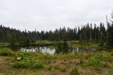 Buz Boğazı, Alaska 'daki Hoonah Dağı' nın tepesindeki Tongass Ulusal Ormanı