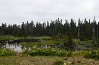 Buz Boğazı, Alaska 'daki Hoonah Dağı' nın tepesindeki Tongass Ulusal Ormanı