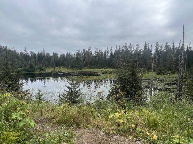 Buz Boğazı, Alaska 'daki Hoonah Dağı' nın tepesindeki Tongass Ulusal Ormanı