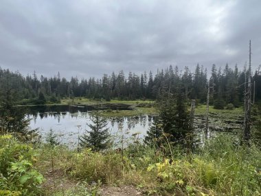 Buz Boğazı, Alaska 'daki Hoonah Dağı' nın tepesindeki Tongass Ulusal Ormanı