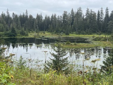 Buz Boğazı, Alaska 'daki Hoonah Dağı' nın tepesindeki Tongass Ulusal Ormanı