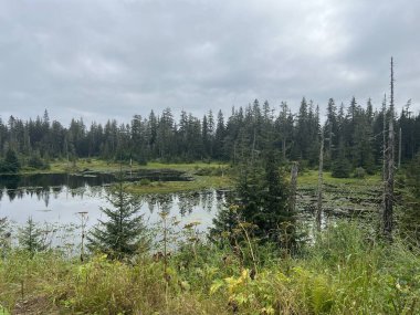 Buz Boğazı, Alaska 'daki Hoonah Dağı' nın tepesindeki Tongass Ulusal Ormanı