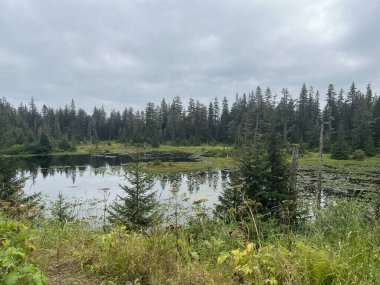 Buz Boğazı, Alaska 'daki Hoonah Dağı' nın tepesindeki Tongass Ulusal Ormanı