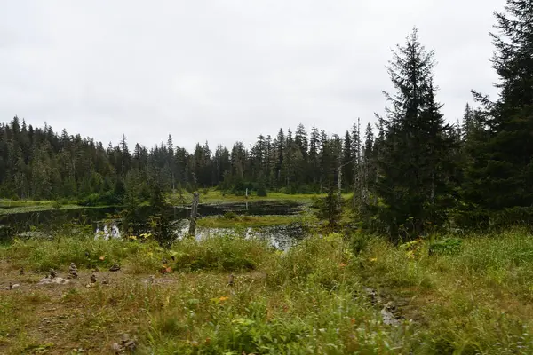 Buz Boğazı, Alaska 'daki Hoonah Dağı' nın tepesindeki Tongass Ulusal Ormanı