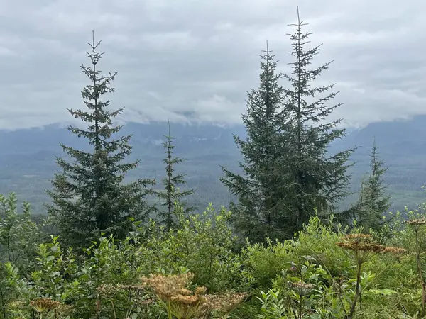 Buz Boğazı, Alaska 'daki Hoonah Dağı' nın tepesindeki Tongass Ulusal Ormanı