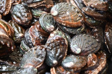 Aquafarm 'daki istiridye.