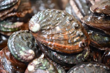 Aquafarm 'daki istiridye.