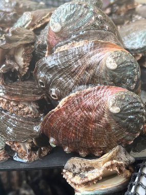 Aquafarm 'daki istiridye.