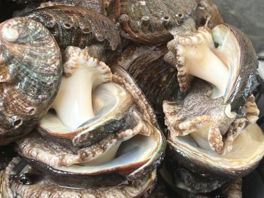 Aquafarm 'daki istiridye.