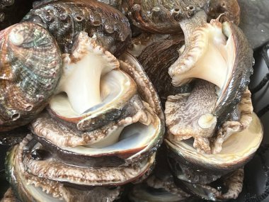 Aquafarm 'daki istiridye.