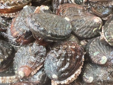 Aquafarm 'daki istiridye.