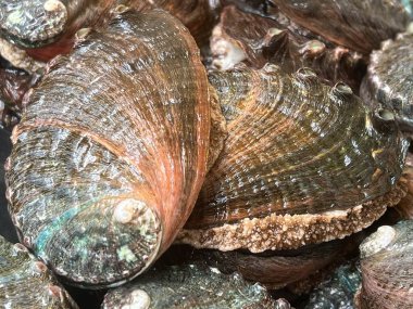 Aquafarm 'daki istiridye.