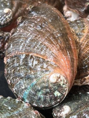 Aquafarm 'daki istiridye.