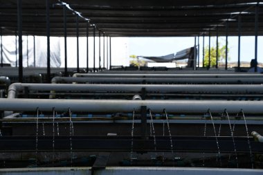 KAILUA-KONA HI - 12 Ağustos 2022 'de Kailua-Kona, Hawaii' de görülen Büyük Ada Abalone Aquafarm.