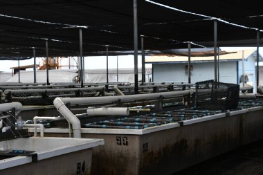 KAILUA-KONA HI - 12 Ağustos 2022 'de Kailua-Kona, Hawaii' de görülen Büyük Ada Abalone Aquafarm.