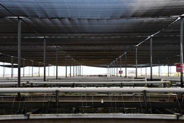 KAILUA-KONA HI - 12 Ağustos 2022 'de Kailua-Kona, Hawaii' de görülen Büyük Ada Abalone Aquafarm.