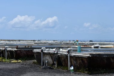KAILUA-KONA HI - 12 Ağustos 2022 'de Kailua-Kona, Hawaii' de görülen Büyük Ada Abalone Aquafarm.