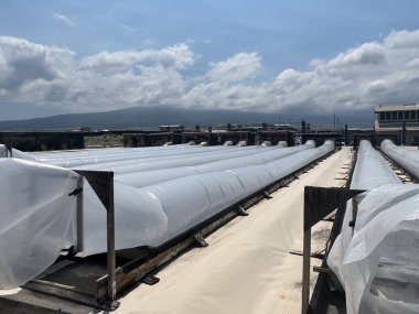 KAILUA KONA HI - 12 AUG: Kailua Kona 'da Kona Tuz Çiftliği Turu, Hawaii, ABD' de 12 Ağustos 2023 'te görüldüğü gibi.