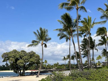Hawaii 'deki Büyük Ada' da Kaupulehu 'daki Kikaua Point Sahil Parkı