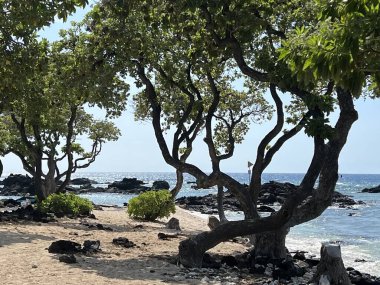 Hawaii 'deki Büyük Ada' da Kaupulehu 'daki Kikaua Point Sahil Parkı