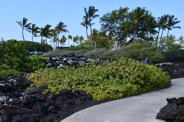 Hawaii 'deki Büyük Ada' da Kaupulehu 'daki Kikaua Point Sahil Parkı