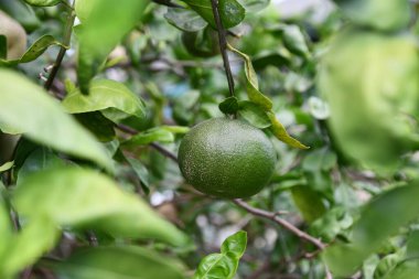 KEALAKEKUA HI - 12 Ağustos 2022 'de Hawaii' de Büyük Ada 'daki Kealakekua' daki Kona Joe Kahve Çiftliği.