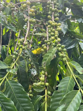 Hawaii 'de bir çiftlikte kahve çekirdeği.