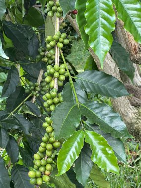 Hawaii 'de bir çiftlikte kahve çekirdeği.