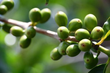 Hawaii 'de bir çiftlikte kahve çekirdeği.