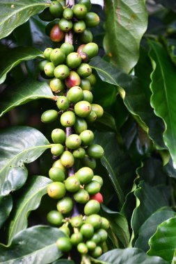 Hawaii 'de bir çiftlikte kahve çekirdeği.