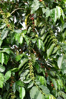 Hawaii 'de bir çiftlikte kahve çekirdeği.