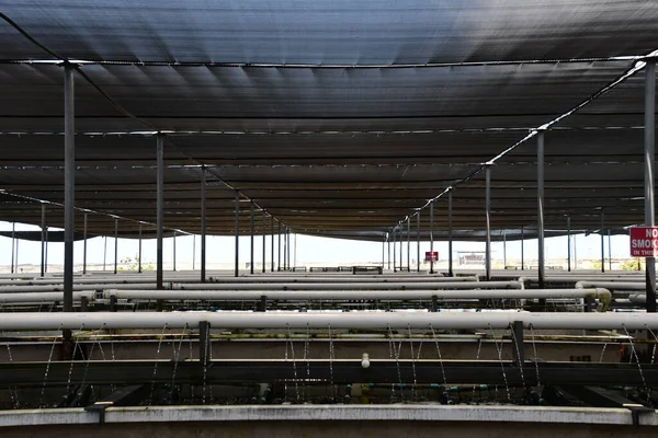 KAILUA-KONA HI - 12 Ağustos 2022 'de Kailua-Kona, Hawaii' de görülen Büyük Ada Abalone Aquafarm.