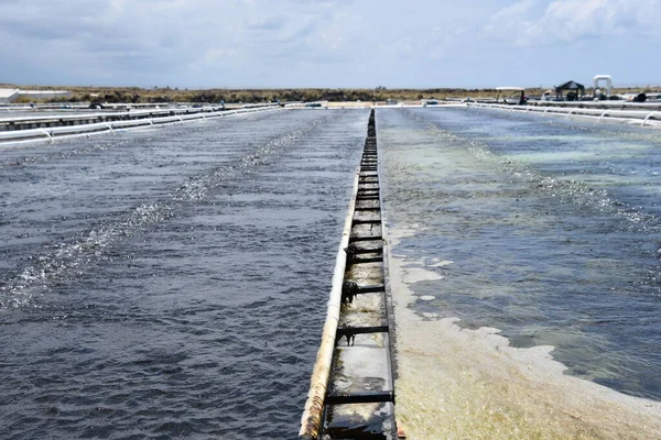 KAILUA-KONA HI - 12 Ağustos 2022 'de Kailua-Kona, Hawaii' de görülen Büyük Ada Abalone Aquafarm.