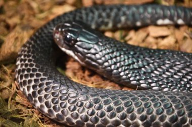 A Snake in its Habitat