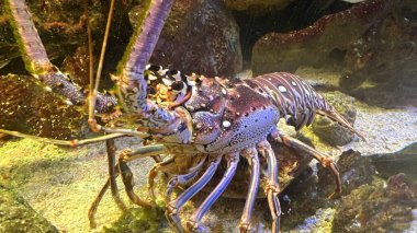 Sudaki Dikenli Istakoz