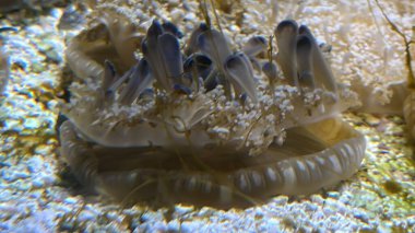 Sudaki Baş Aşağı Denizanası