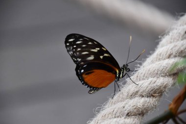 Bahçedeki Güzel Renkli Kelebek