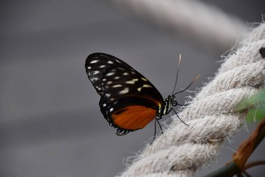 Bahçedeki Güzel Renkli Kelebek