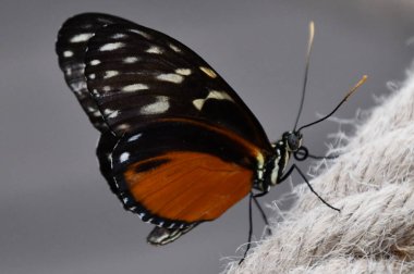 Bahçedeki Güzel Renkli Kelebek