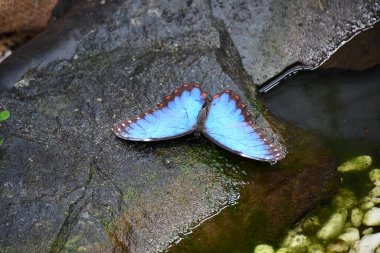 Bahçedeki Güzel Renkli Kelebek