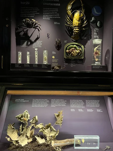 PRAG, CZECH Cumhuriyet - 7 Temmuz 2022 'de Çek Cumhuriyeti Prag' daki Ulusal Müze.