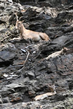 Bir dağ keçisi hayvanı.