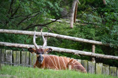 Bir Bongo Yaşam Alanında