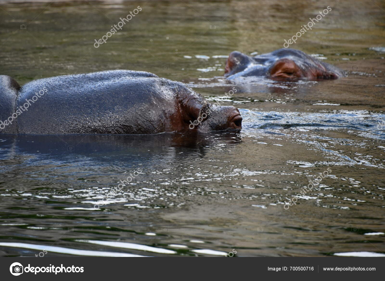 Hippopotamus visual data 8