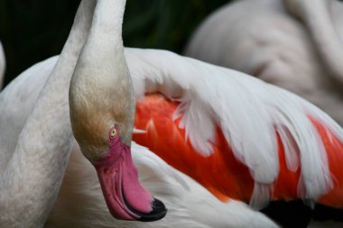 Doğal ortamında bir Flamingo