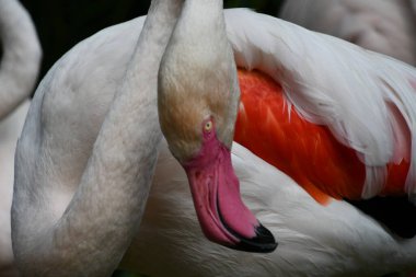 Doğal ortamında bir Flamingo