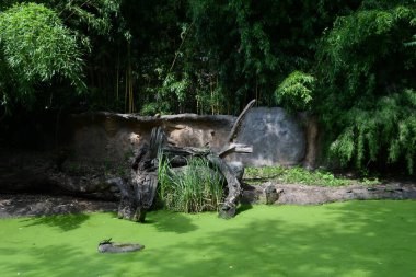 PRAG, CZECH CUBLIC - 8 Temmuz 2022 'de Çek Cumhuriyeti Prag Hayvanat Bahçesi.