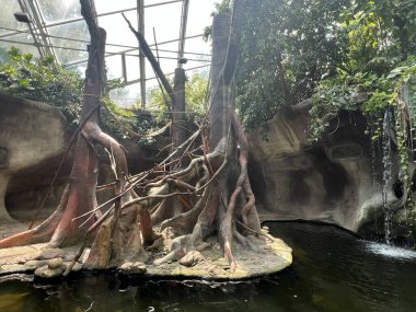 PRAG, CZECH CUBLIC - 8 Temmuz 2022 'de Çek Cumhuriyeti Prag Hayvanat Bahçesi.